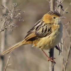 Cisticola exilis (Golden-headed Cisticola) at Coombs, ACT - 14 Aug 2016 by JohnBundock