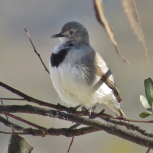 Epthianura albifrons at Hume, ACT - 14 Aug 2016 12:00 AM