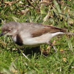 Epthianura albifrons at Molonglo Valley, ACT - 14 Aug 2016