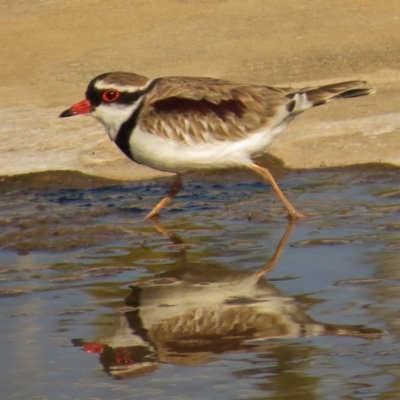 Charadrius melanops (Black-fronted Dotterel) at Coombs, ACT - 14 Aug 2016 by JohnBundock