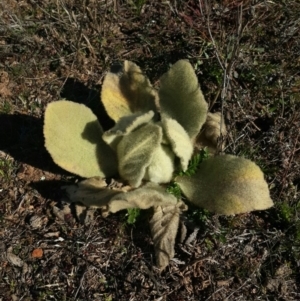 Verbascum thapsus subsp. thapsus at Burra, NSW - 14 Aug 2016 10:06 AM