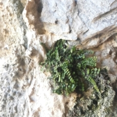 Asplenium trichomanes (Common Spleenwort) at Burra, NSW - 13 Aug 2016 by Speedsta