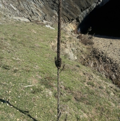 Verbascum thapsus subsp. thapsus (Great Mullein, Aaron's Rod) at Googong Foreshore - 14 Aug 2016 by Speedsta