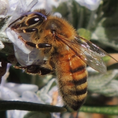 Apis mellifera (European honey bee) at Conder, ACT - 13 Sep 2015 by MichaelBedingfield