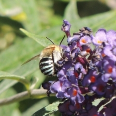 Amegilla (Zonamegilla) asserta (Blue Banded Bee) at Pollinator-friendly garden Conder - 3 Feb 2015 by michaelb