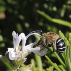 Amegilla (Zonamegilla) asserta (Blue Banded Bee) at Conder, ACT - 11 Apr 2015 by michaelb