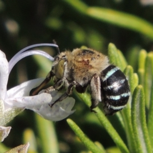 Amegilla (Zonamegilla) asserta at Pollinator-friendly garden Conder - 11 Apr 2015 04:06 PM