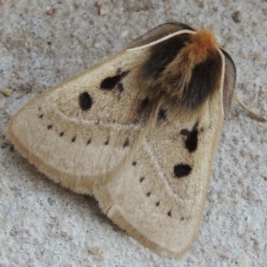 Anthela ocellata at Conder, ACT - 11 Mar 2014