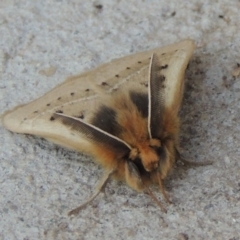 Anthela ocellata at Conder, ACT - 11 Mar 2014 05:02 PM