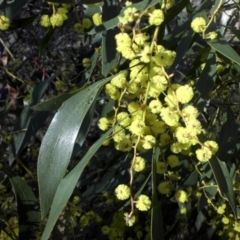 Acacia pycnantha (Golden Wattle) at Majura, ACT - 15 Aug 2016 by SilkeSma