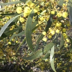 Acacia pycnantha at Majura, ACT - 15 Aug 2016 09:26 AM