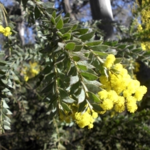 Acacia vestita at Majura, ACT - 15 Aug 2016