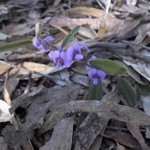 Hovea heterophylla at Majura, ACT - 15 Aug 2016