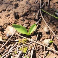 Ophioglossum lusitanicum (Adder's Tongue) at Mount Majura - 15 Aug 2016 by petersan