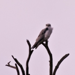 Elanus axillaris (Black-shouldered Kite) at Eden, NSW - 7 Aug 2016 by Nullica