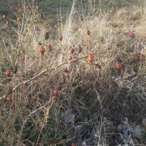 Rosa rubiginosa at Queanbeyan West, NSW - 13 Jan 2016 04:24 PM