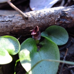 Corysanthes incurva at suppressed - 14 Aug 2016