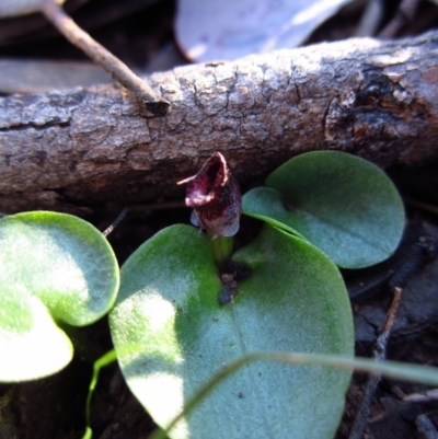 Corysanthes incurva (Slaty Helmet Orchid) at Aranda, ACT - 13 Aug 2016 by CathB