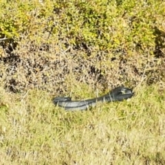 Pseudechis porphyriacus (Red-bellied Black Snake) at Merimbula, NSW - 15 Aug 2016 by mstevenson