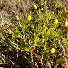 Cotula coronopifolia (Water Buttons) at Pambula, NSW - 14 Aug 2016 by mstevenson