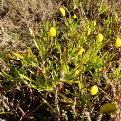 Cotula coronopifolia (Water Buttons) at Pambula, NSW - 15 Aug 2016 by mstevenson