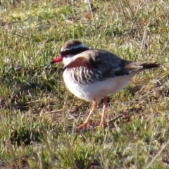 Thinornis melanops (Black-fronted Dotterel) at Paddys River, ACT - 15 Aug 2016 by JohnBundock