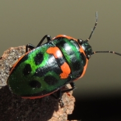 Scutiphora pedicellata (Metallic Jewel Bug) at Conder, ACT - 7 Jan 2016 by MichaelBedingfield