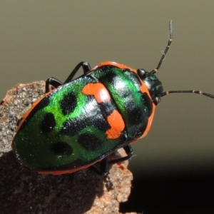 Scutiphora pedicellata at Conder, ACT - 7 Jan 2016