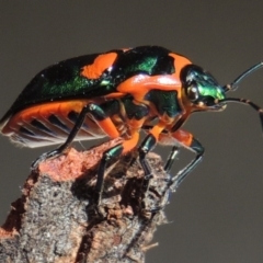 Scutiphora pedicellata at Conder, ACT - 7 Jan 2016