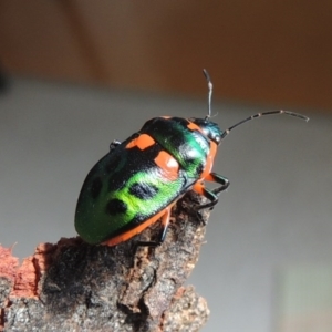 Scutiphora pedicellata at Conder, ACT - 7 Jan 2016