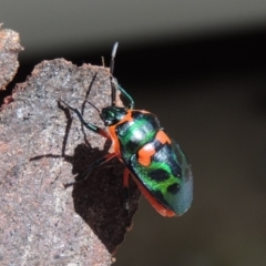 Scutiphora pedicellata at Conder, ACT - 7 Jan 2016