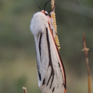 Aloa marginata at Greenway, ACT - 16 Jan 2016