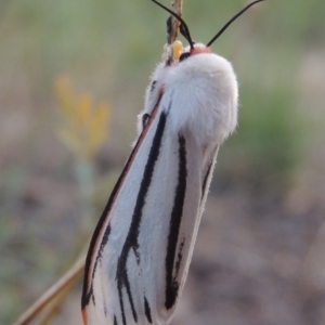 Aloa marginata at Greenway, ACT - 16 Jan 2016