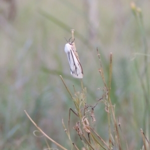 Aloa marginata at Greenway, ACT - 16 Jan 2016 07:55 PM