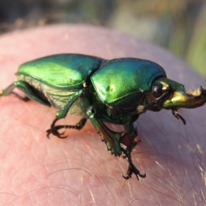 Lamprima aurata at Greenway, ACT - 19 Feb 2015 07:38 PM