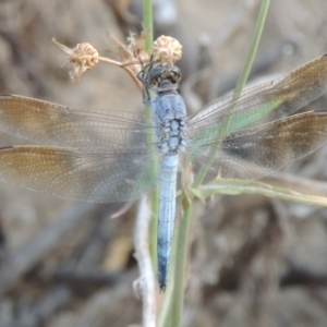 Orthetrum caledonicum at Paddys River, ACT - 12 Feb 2014 07:51 PM