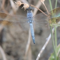 Orthetrum caledonicum at Paddys River, ACT - 12 Feb 2014 07:51 PM