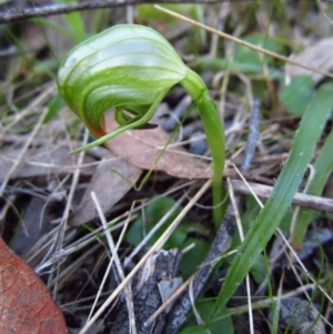 Pterostylis nutans at Belconnen, ACT - 15 Aug 2016