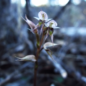 Acianthus collinus at Aranda, ACT - suppressed