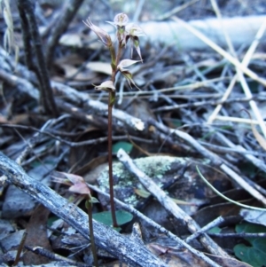 Acianthus collinus at Aranda, ACT - suppressed