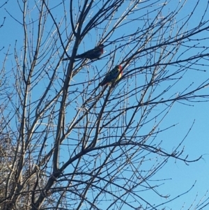 Platycercus eximius at Queanbeyan West, NSW - 16 Aug 2016