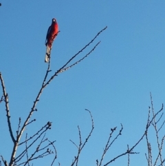 Platycercus elegans (Crimson Rosella) at Queanbeyan West, NSW - 15 Aug 2016 by Speedsta