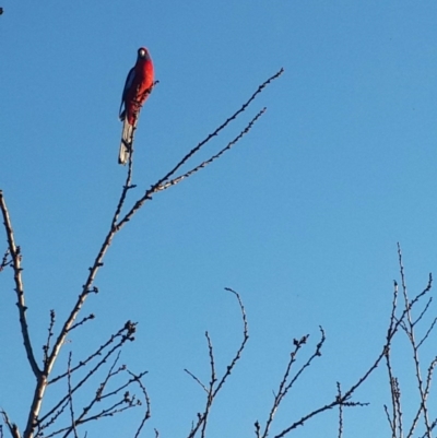 Platycercus elegans (Crimson Rosella) at Queanbeyan West, NSW - 16 Aug 2016 by Speedsta