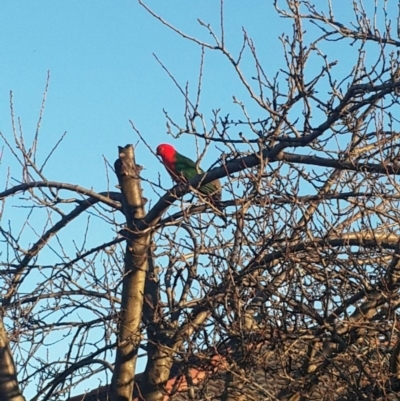 Alisterus scapularis (Australian King-Parrot) at Queanbeyan West, NSW - 15 Aug 2016 by Speedsta