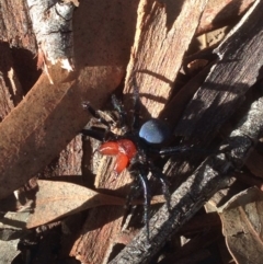 Missulena occatoria (Red-headed Mouse Spider) at Bruce, ACT - 8 Aug 2016 by JoshMulvaney