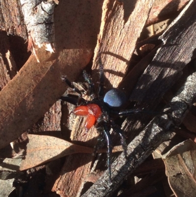Missulena occatoria (Red-headed Mouse Spider) at Bruce, ACT - 8 Aug 2016 by JoshMulvaney