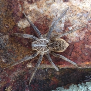 Tasmanicosa godeffroyi at Jerrabomberra, ACT - 16 Aug 2016