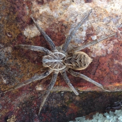 Tasmanicosa godeffroyi (Garden Wolf Spider) at Jerrabomberra, ACT - 16 Aug 2016 by JoshMulvaney
