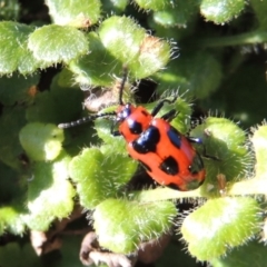 Phyllocharis cyanicornis (Nine-spotted leaf-beetle) at Conder, ACT - 30 Aug 2014 by michaelb