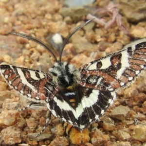 Apina callisto at Molonglo River Reserve - 22 Apr 2016